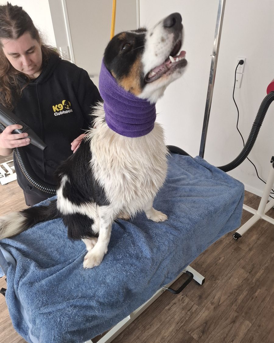 A collie on the drying table wearing a purple Happy Hoodie while being blow-dried