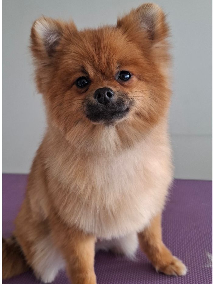 The same Pomeranian after grooming, with a rounded tidy coat