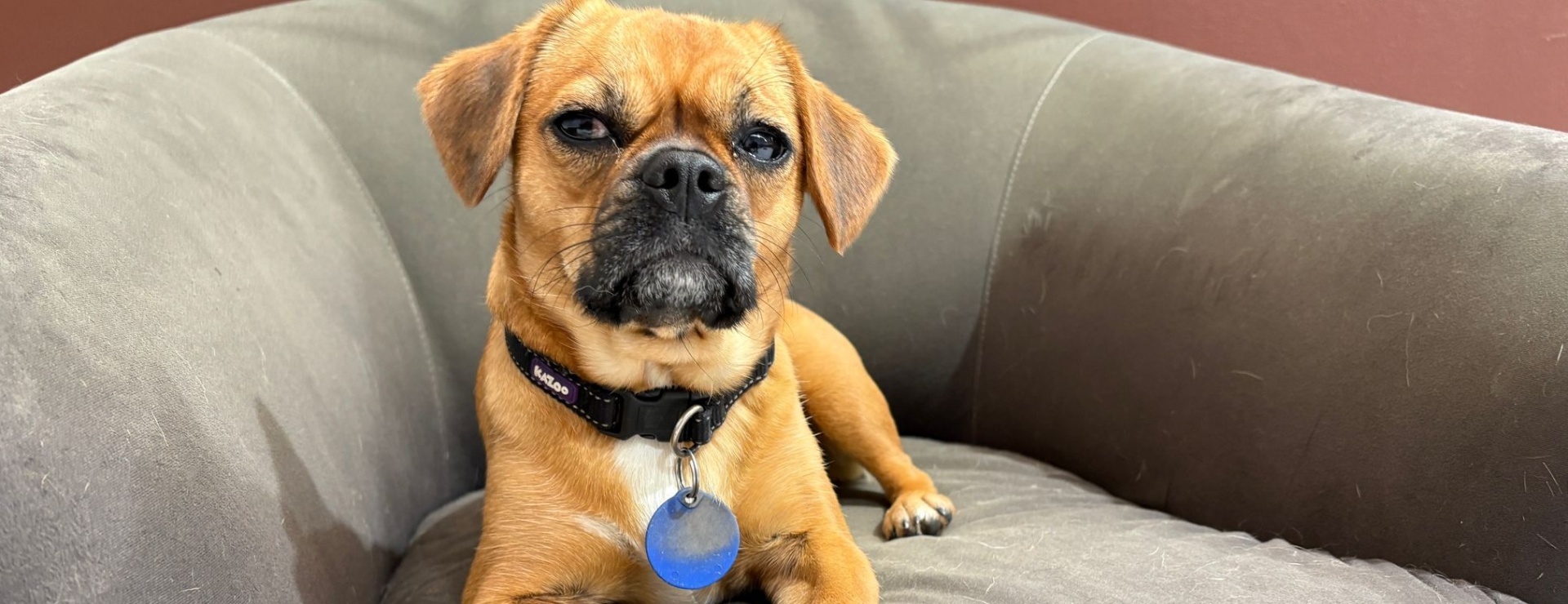 A relaxed, happy dog at K9 Clubhouse