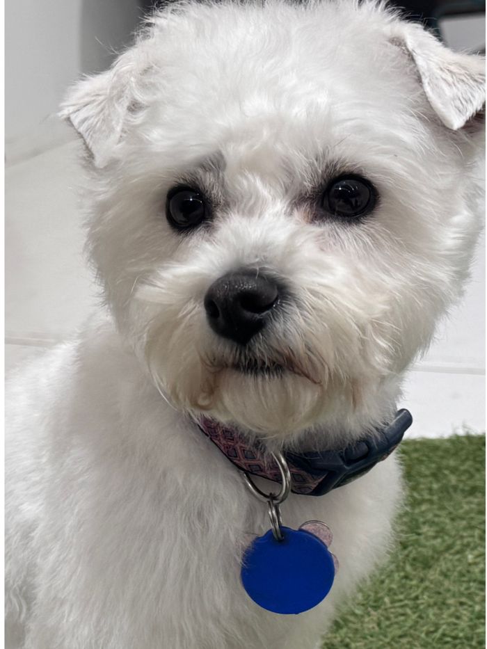 White terrier cross after grooming, neat and tidy